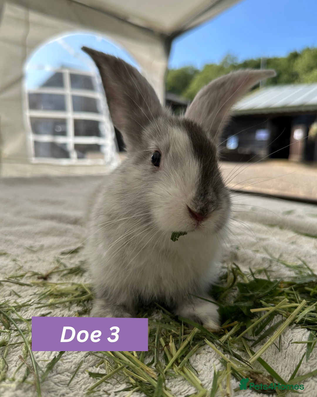Continental Giant rabbits for sale: Pure Giant Continental Females🏡🩷 - Image 3