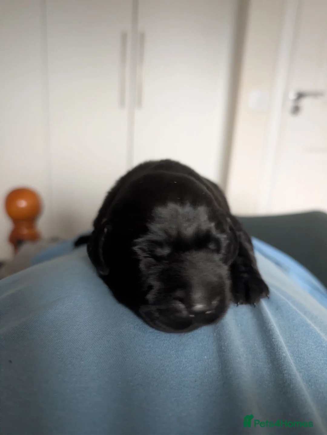 Labrador Retriever dogs for sale: Black Labradors  in Aberdeen - Advert 6
