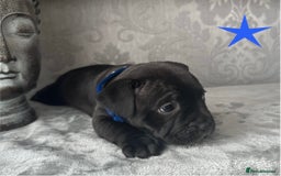 Staffordshire Bull Terrier dogs for sale: Chunky little staffy pups - Image 6