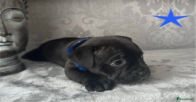 Staffordshire Bull Terrier dogs - Advert 1