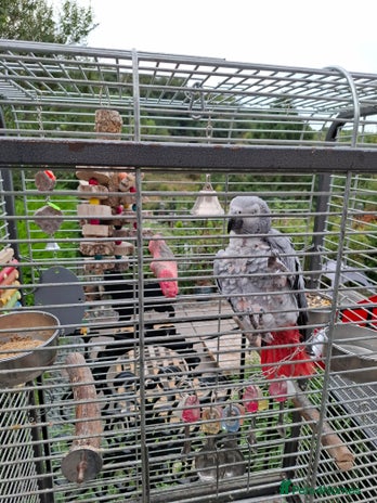 Parrots birds - Advert 1