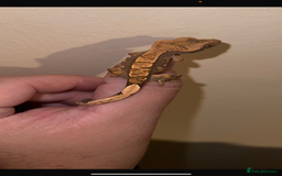 Gecko reptiles for sale: Multiple Baby crested geckos available  - Image 4