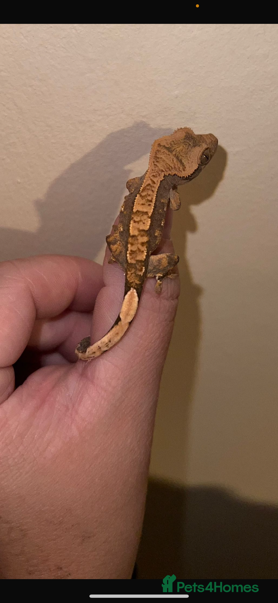 Gecko reptiles for sale: Multiple Baby crested geckos available  - Image 4