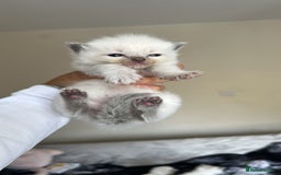 Ragdoll cats for sale: 🐾 Ragdoll Kittens Ready Soon!🐾 in Bridgwater - Image 17