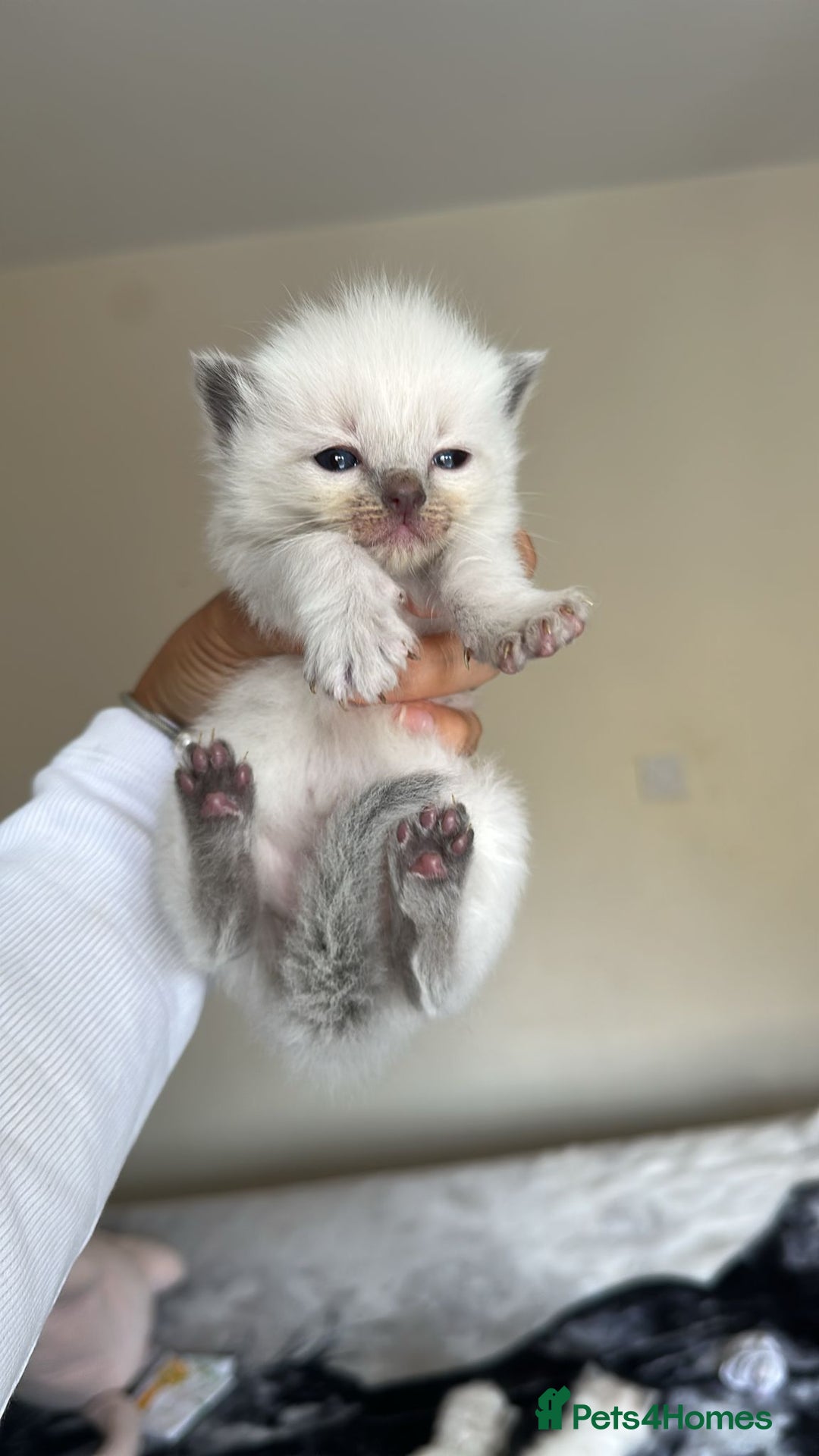 Ragdoll cats for sale: 🐾 Ragdoll Kittens Ready Soon!🐾 in Bridgwater - Image 17