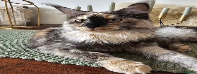 Cici