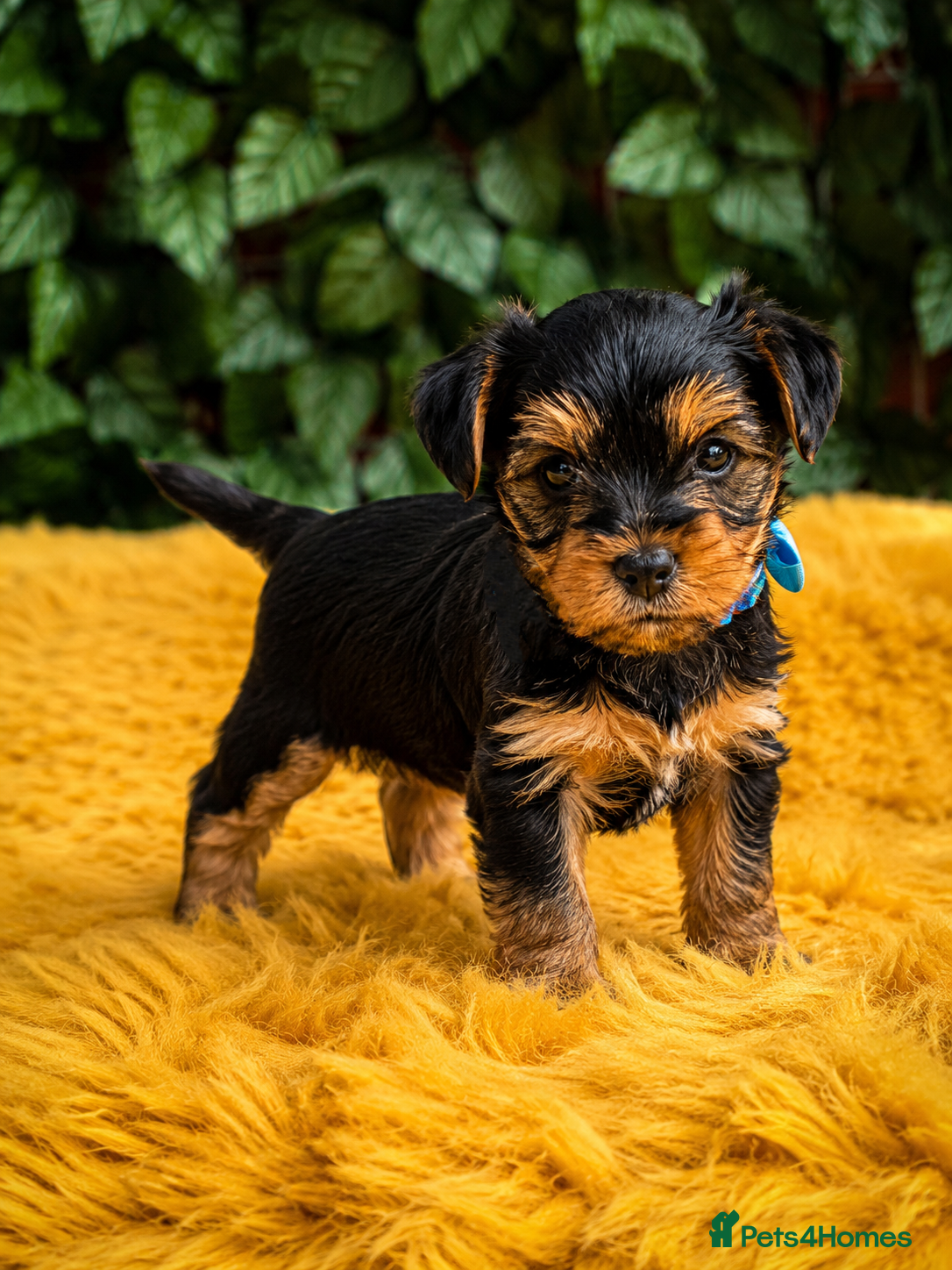 Yorkshire Terrier dogs Pure Bread Perfect looking Yorkshire Terrier Pups - Advert 2