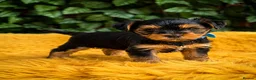 Yorkshire Terrier dogs for sale: Purebred Yorkshire Terrier Puppies Vaccinated  - Advert 24