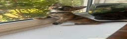 Burmese cats for sale: Cuddly Cream boy & Two beautiful Black Torties - Advert 24