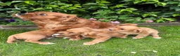 Mixed Breed dogs for sale: £750 *last few *boys - Advert 4