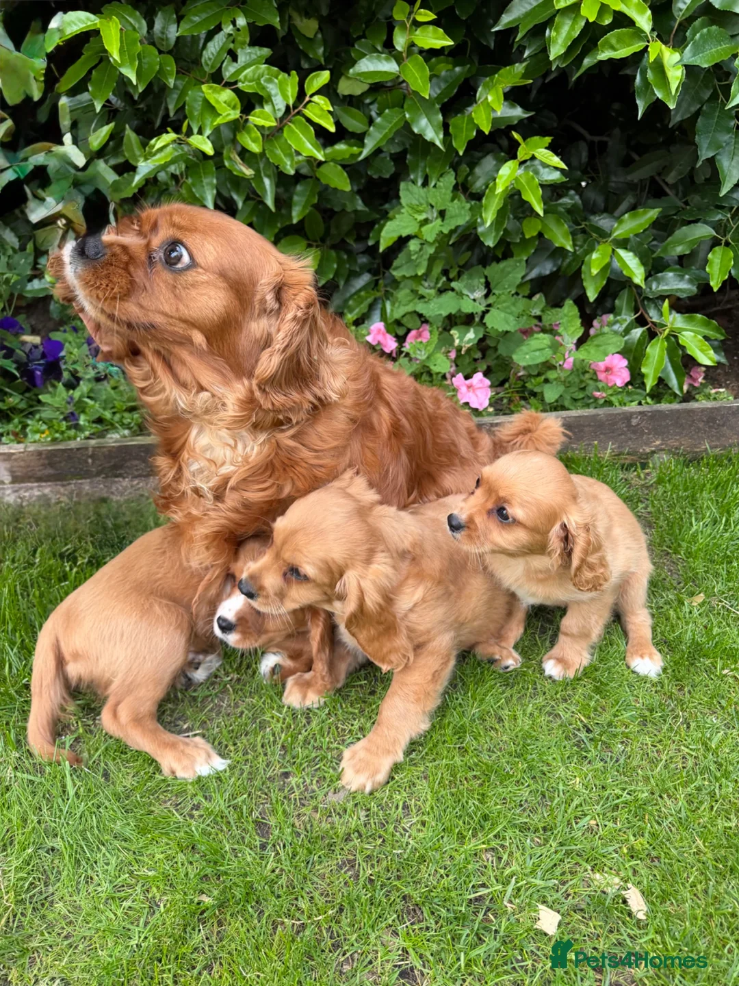 Mixed Breed dogs for sale: £750 *last few *boys - Advert 4