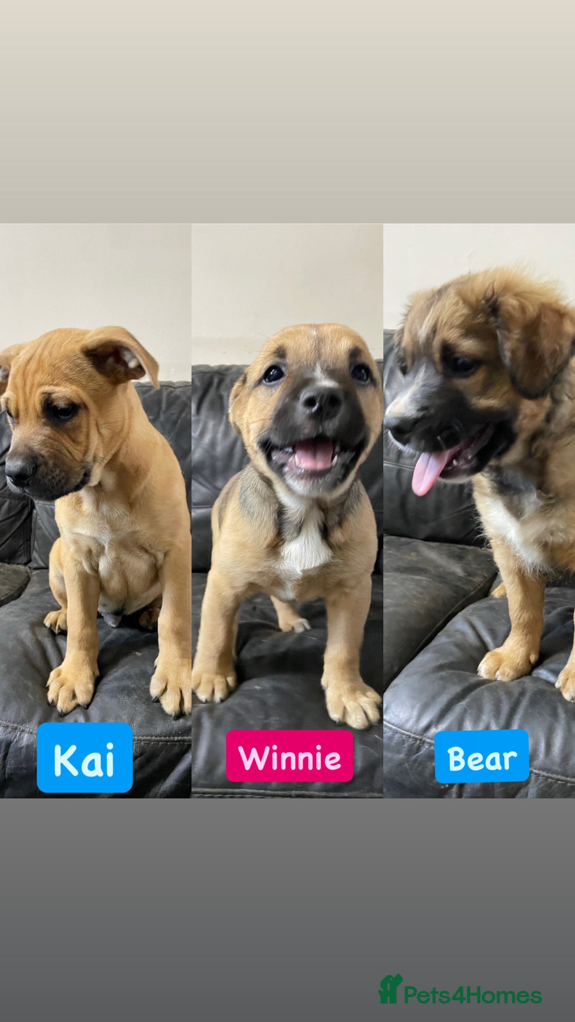 Mixed Breed dogs German shepherd x Staff litter - super friendly - Advert 1