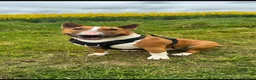 English Bull Terrier dogs for stud: Reggie  - Advert 2