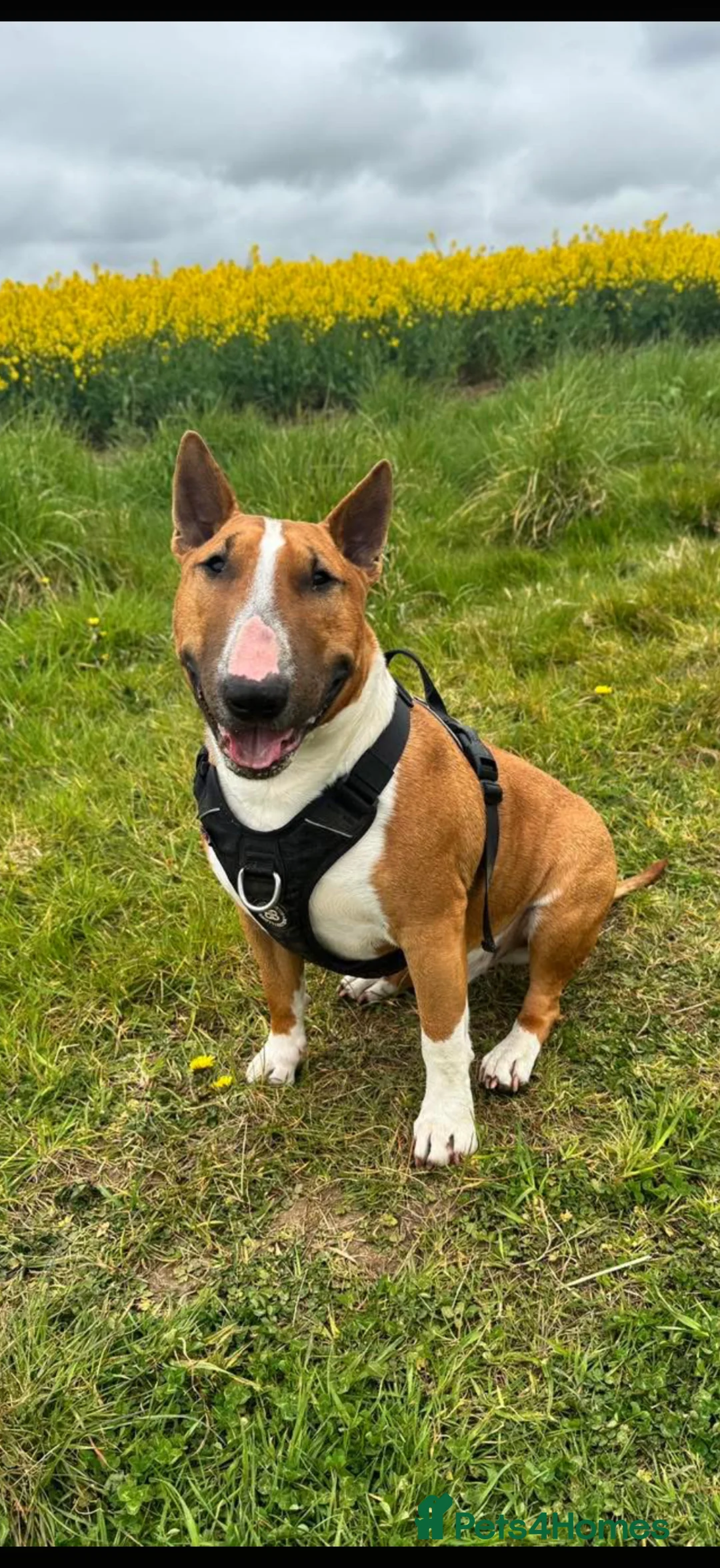 English Bull Terrier dogs for stud: Reggie  - Advert 2
