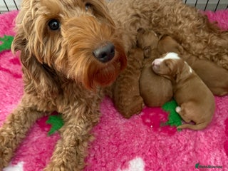 Australian Labradoodle dogs for sale: Stunning Labradoodle puppies - Advert 1