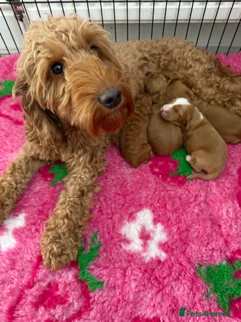Australian Labradoodle dogs Stunning Labradoodle puppies - Advert 1