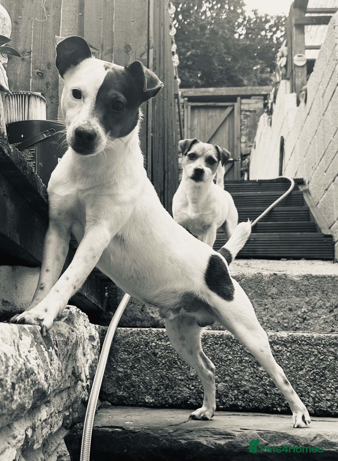 Mixed Breed dogs Jack Russell (Rusty) - Advert 10