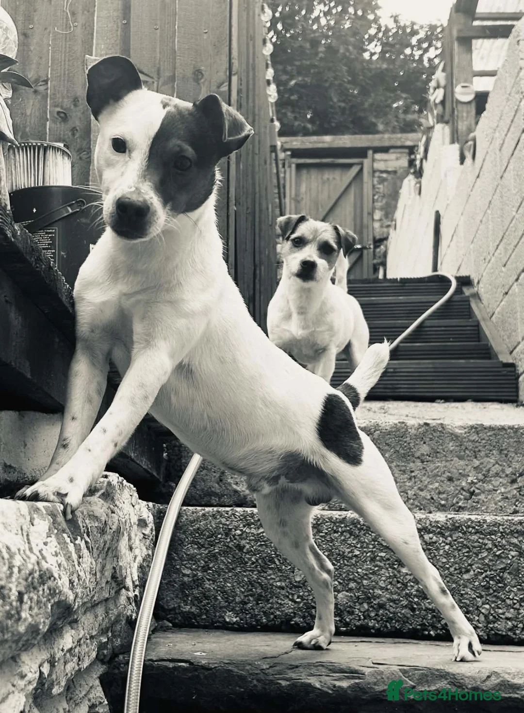 Mixed Breed dogs for sale: Jack Russell (Rusty) in Treorchy - Advert 1