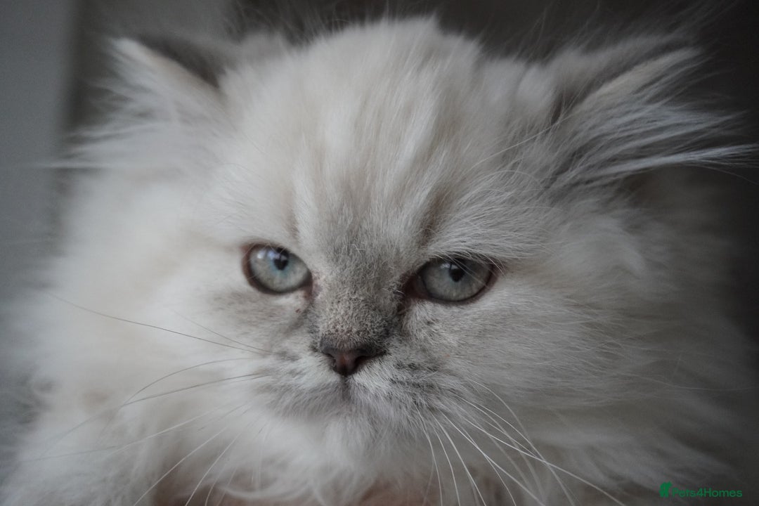 British Shorthair cats for sale: 💜Beautiful Longhaired Girl - Advert 3