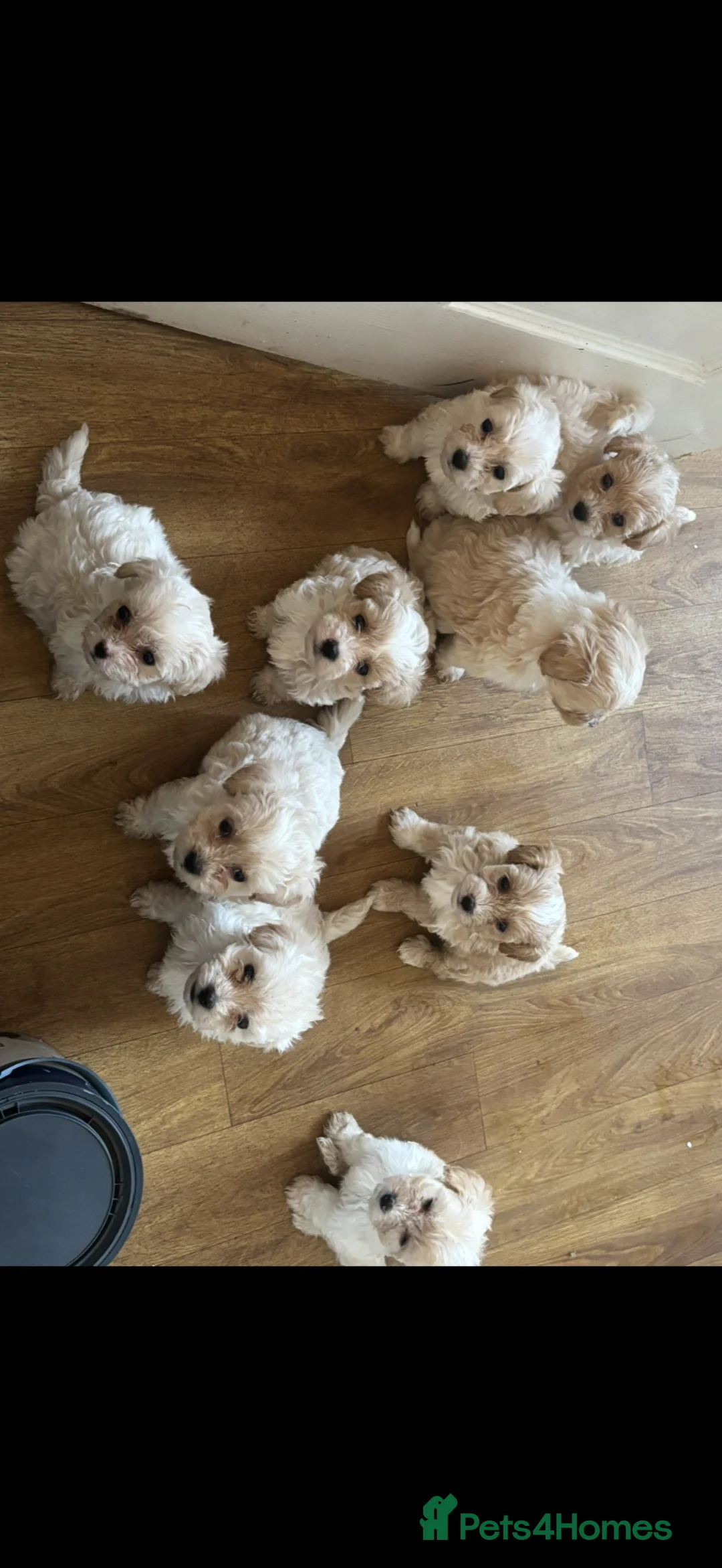 Maltipoo dogs for sale: Maltipoos - Advert 1