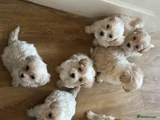 Maltipoo dogs Maltipoos - Advert 2