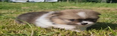 Pomeranian Puppy 6