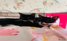 Mixed Breed cats for sale: 2 sister cats for sale - Image 3