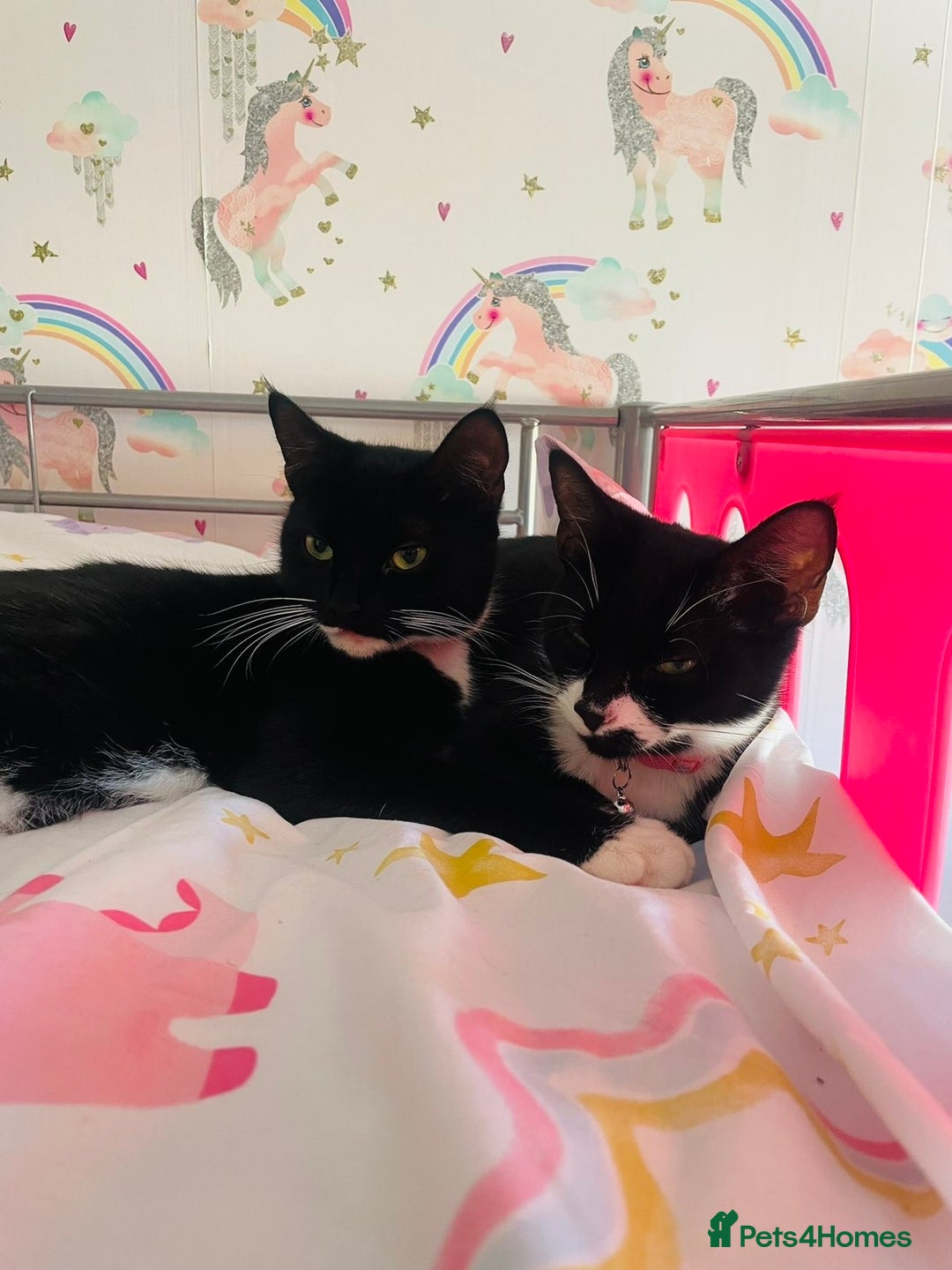 Mixed Breed cats for sale: 2 sister cats for sale - Image 3