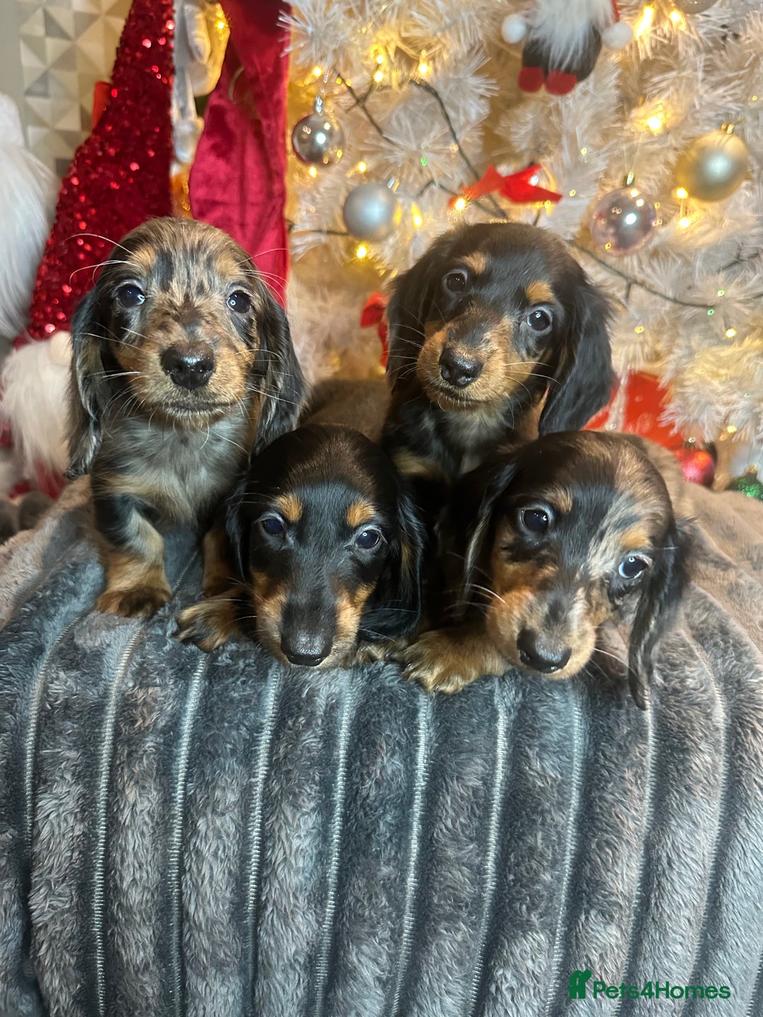 Miniature Dachshund dogs for sale: Long Haired Miniature Dachshund puppies - Advert 13