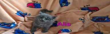 ALIS 