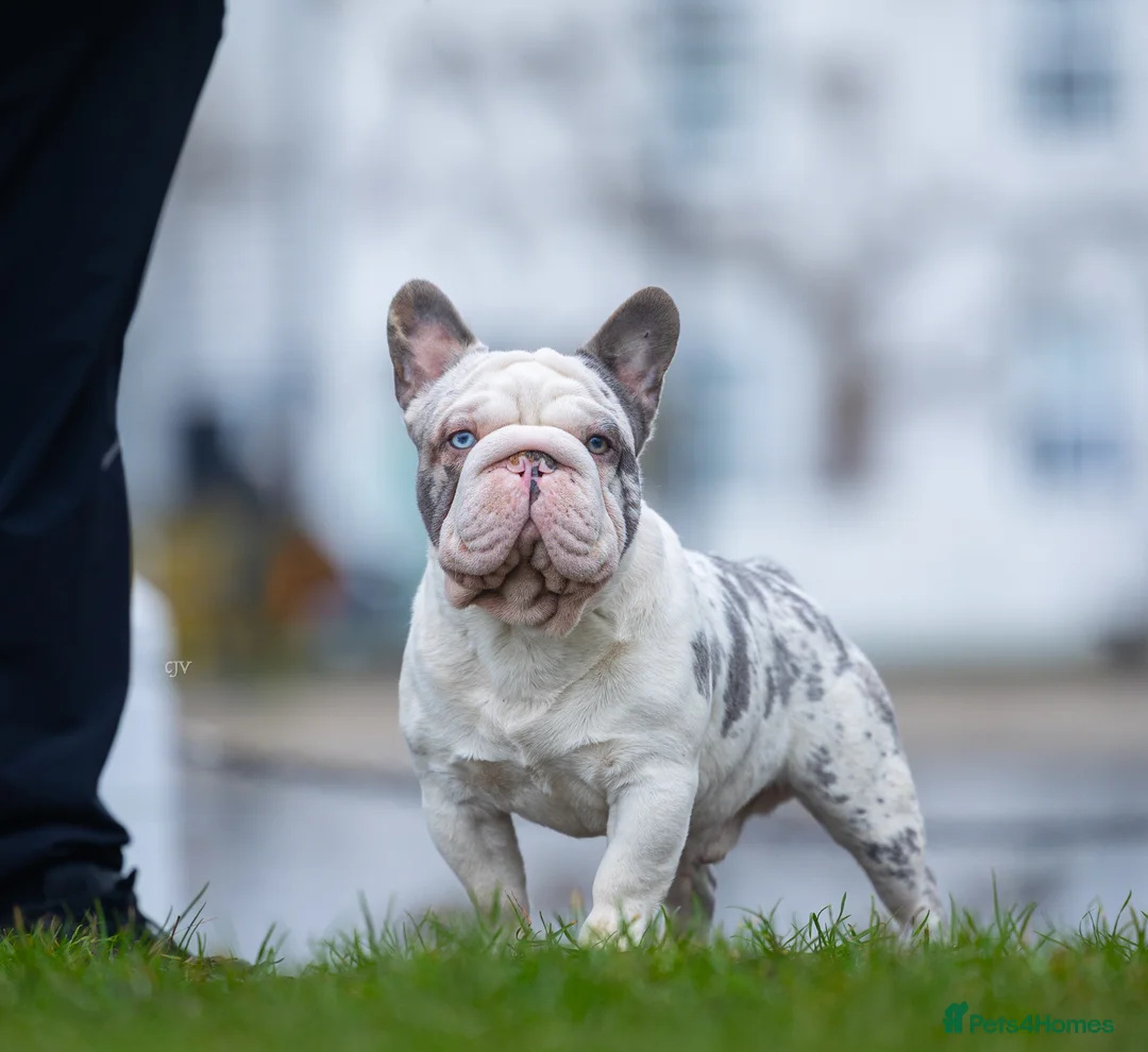 French Bulldog dogs for stud: ICE 🧊  - Advert 3