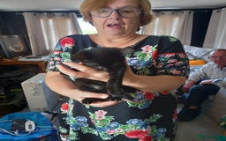Mixed Breed cats for sale: 4 gorgeous kittens for sale  - Image 2