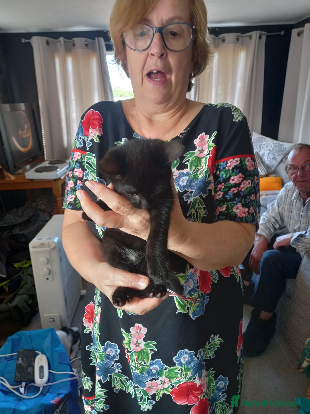 Mixed Breed cats for sale: 4 gorgeous kittens for sale  - Image 2