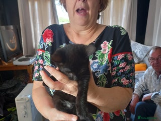 Mixed Breed cats 3 gorgeous kittens for sale - Advert 6