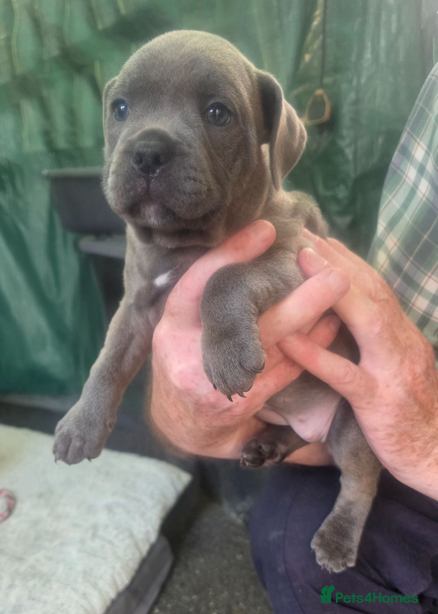 Staffordshire Bull Terrier dogs Staffy pups blue - Advert 13
