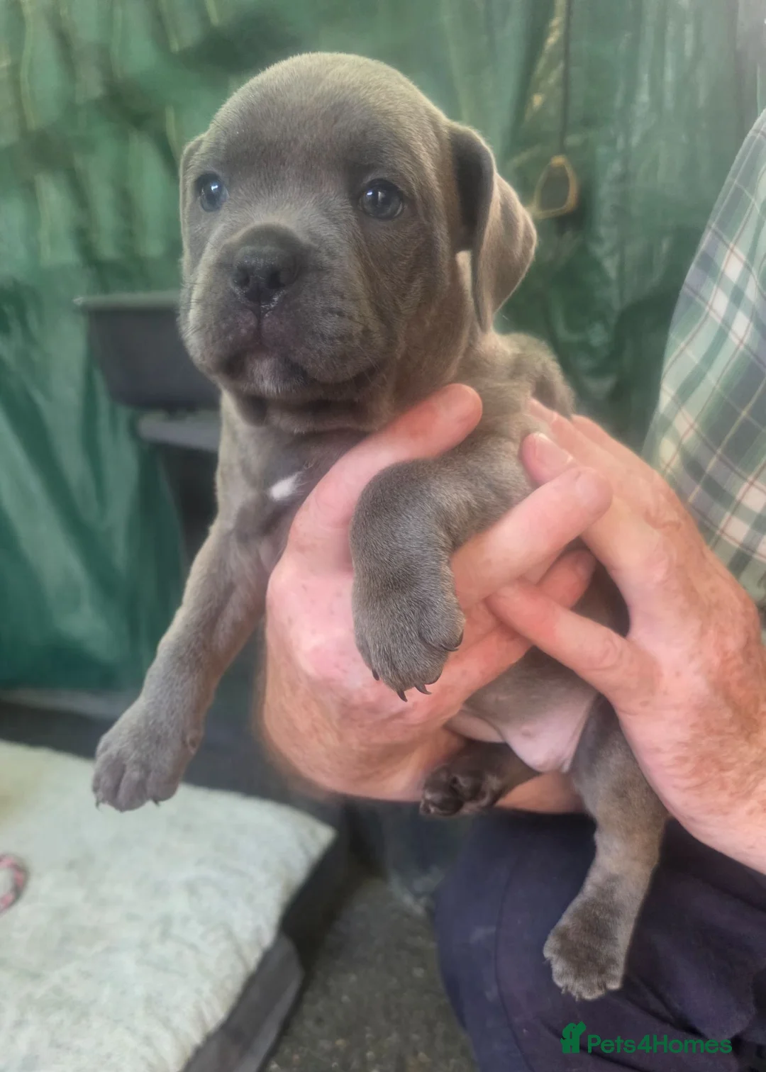Staffordshire Bull Terrier dogs for sale: Staffy pups blue in Liskeard - Advert 1