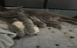 British Shorthair cats for sale: British Shorthair Kittens   - Image 12