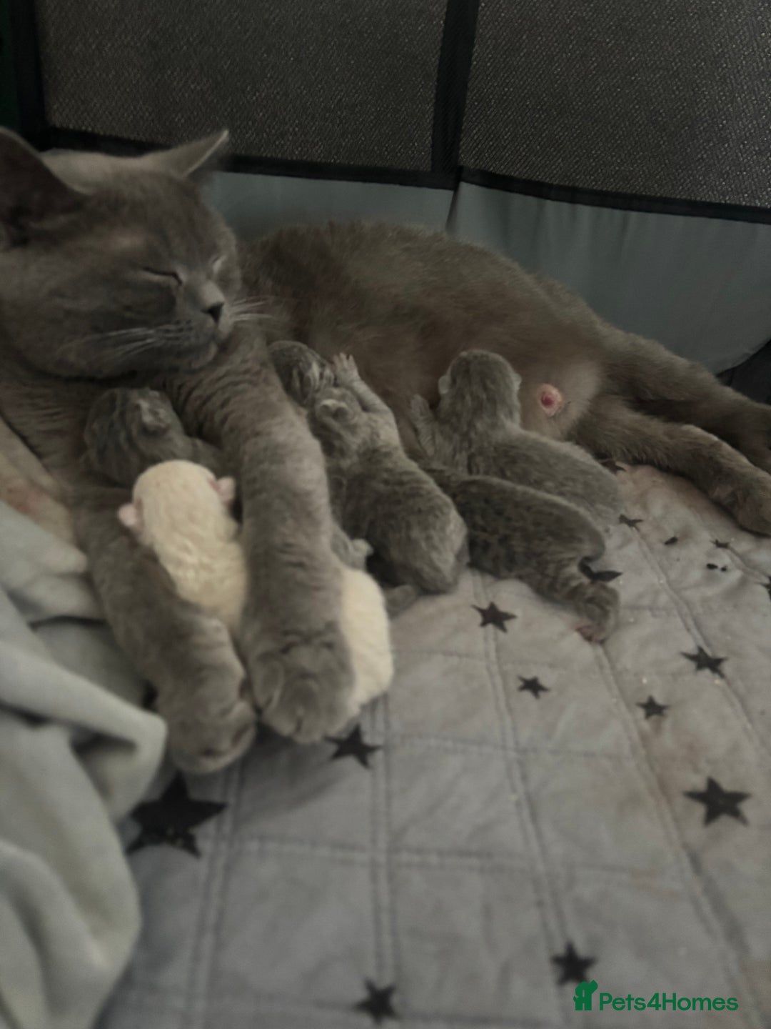 British Shorthair cats for sale: British Shorthair Kittens   - Image 12