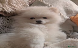 Pomeranian dogs for sale: ☁️OUTSTANDING QUALITY POM GIRL☁️ - Image 16