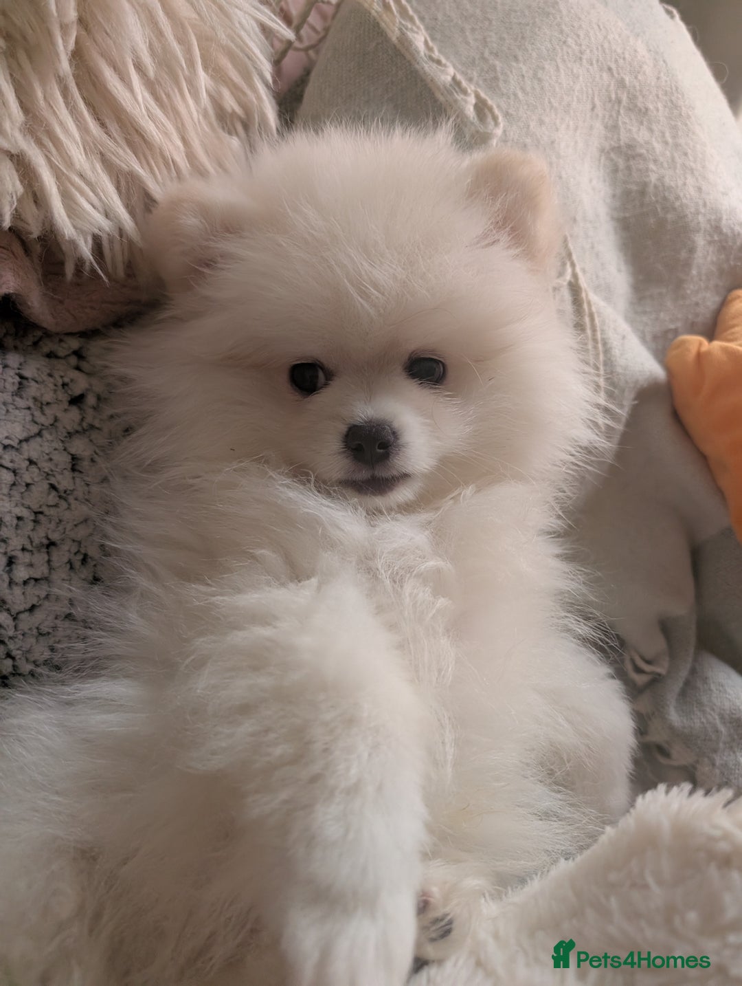 Pomeranian dogs for sale: ☁️OUTSTANDING QUALITY POM GIRL☁️ - Image 16