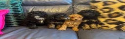 Toy Poodle dogs for sale: Beautiful Toy poodle KC Reg phantom Boy puppy  in Liversedge - Advert 3