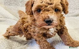 Cockapoo dogs for sale: Quality health tested F1bb Cockapoos  - Image 6