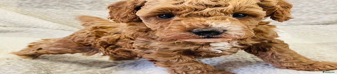 Cockapoo Puppy 3
