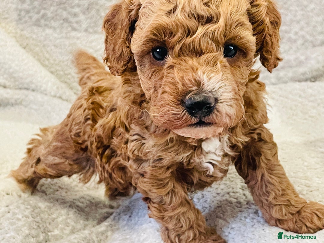 Cockapoo dogs for sale: Quality health tested F1bb Cockapoos  - Image 6