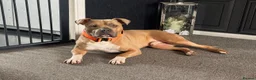 Staffordshire Bull Terrier dogs for adoption: Gorgeous staffie cross available for adoption  in Tilbury - Advert 3