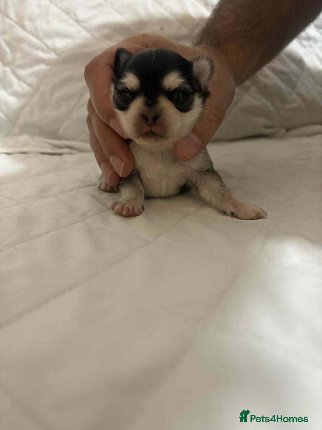 Chihuahua dogs for sale: Very rare long chihuahua for sale  - Advert 4