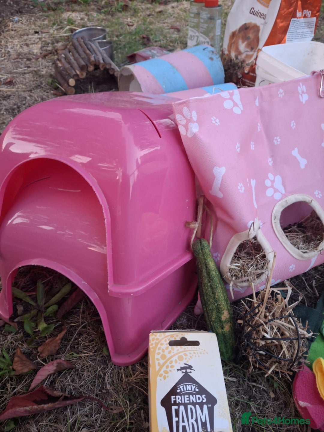 Guinea Pig rodents for sale: 3 Female Guinea Pigs- plus Hutch and extras - Image 11