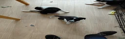 Mixed Breed dogs for sale: 5 lovely healthy boy pups - Advert 6