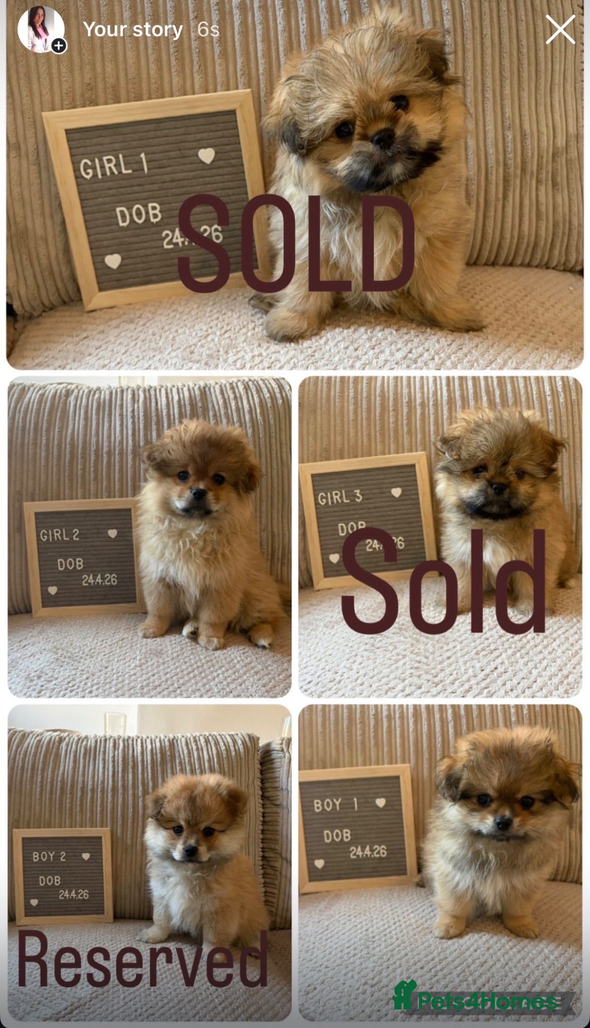 Mixed Breed dogs Stunning Shih Tzu/ Pomeranian puppies  - Advert 2