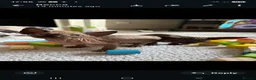 Sphynx cats for sale: Beautiful sphynx kittens - Advert 2
